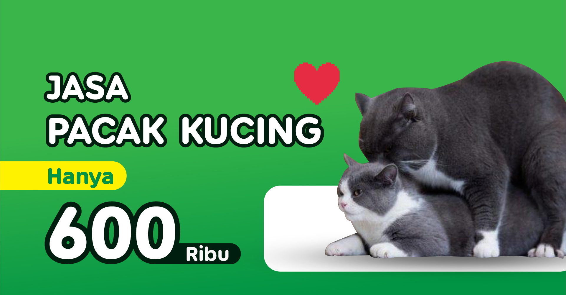 Jasa Pacak Kucing